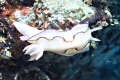   Goniobranchus coi before Chromodoris  